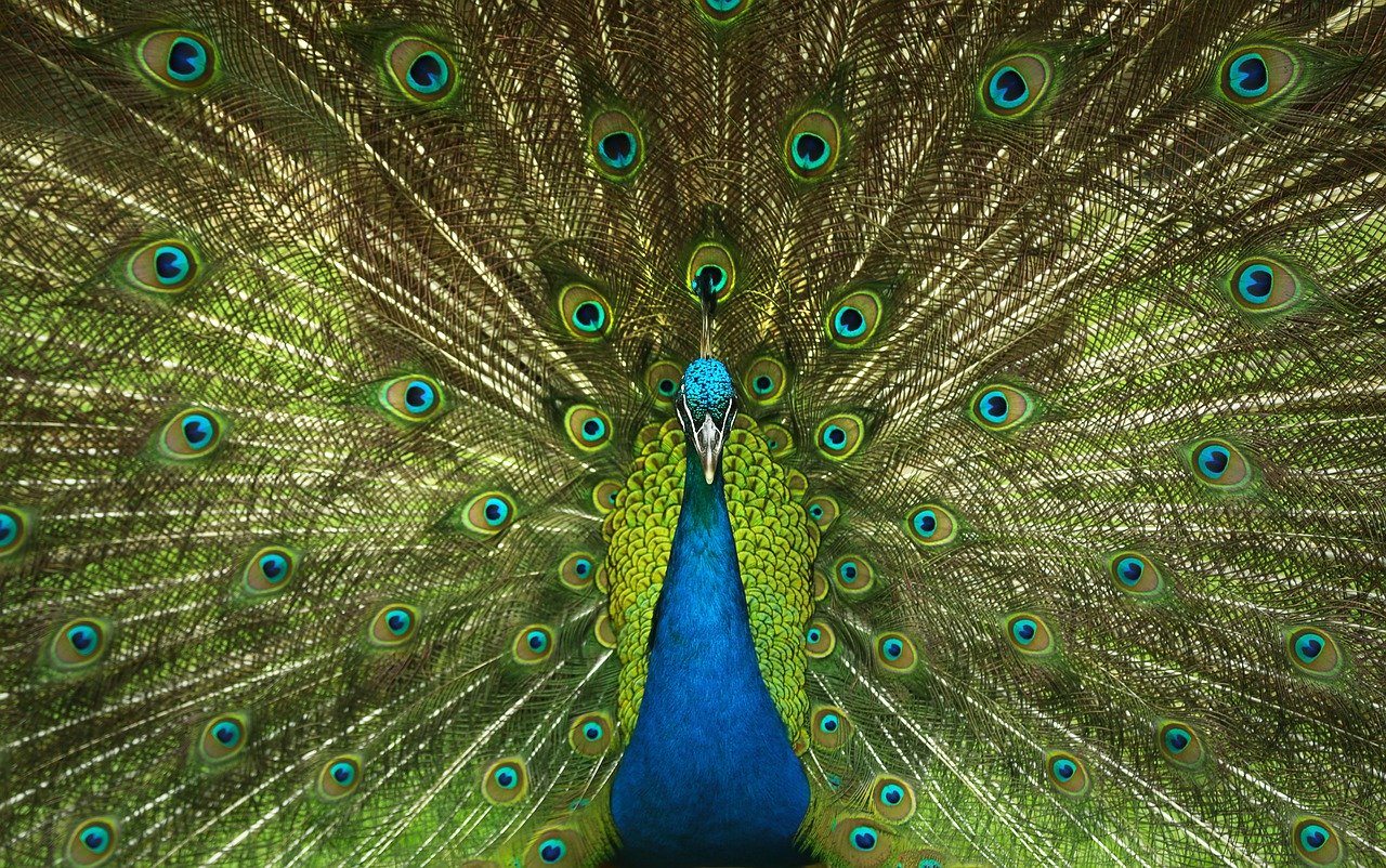 peacock-4746848_1280